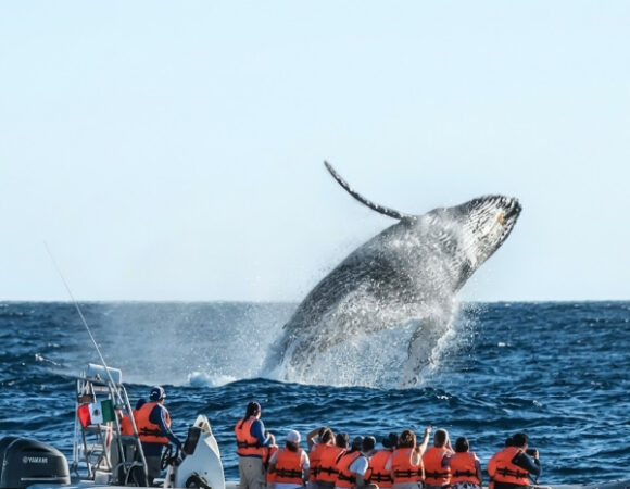 Canadá & Avistamiento de Ballenas