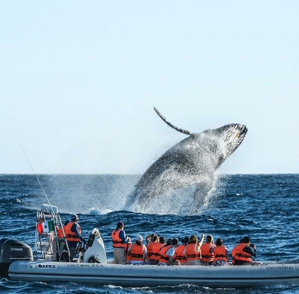 Canadá & Avistamiento de Ballenas